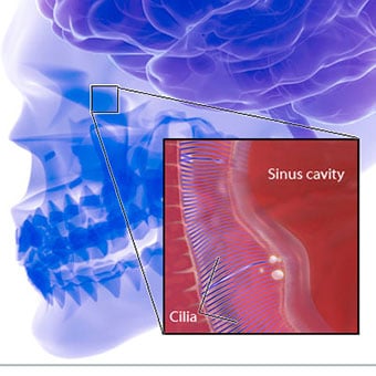 Illustration of cilia and mucus in the nasal cavity.