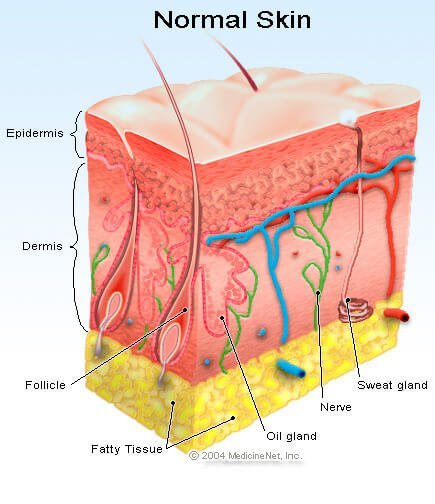 Normal Skin Illustration - Skin Biopsy