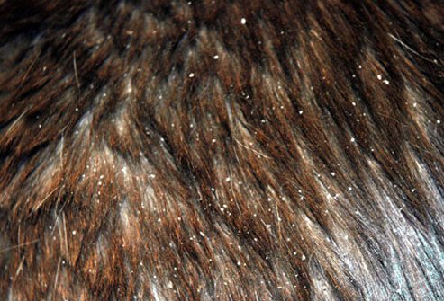 Dry, flaky skin on cat
