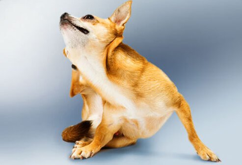 Chihuahua scratching behind ear with hind his leg