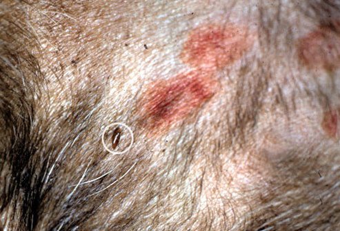 Flea on dog's belly