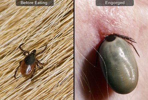 Tick before and after feeding on dog's blood