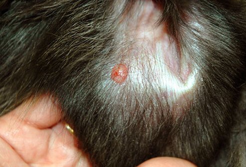Small tumor on skin of dog's ear