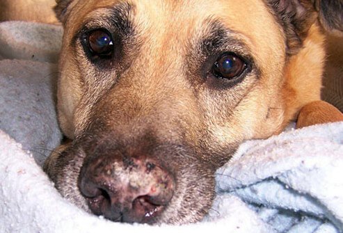 Listless dog with lupus