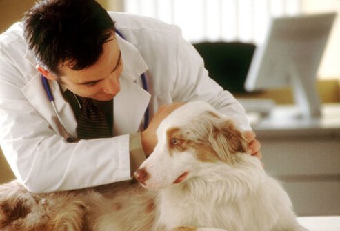 Vet examining dog with healthy coat