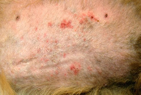 Dog's belly irritated by folliculitis