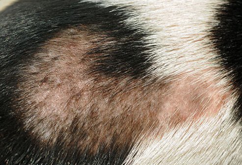 Bare spot dog's back caused by Alopecia
