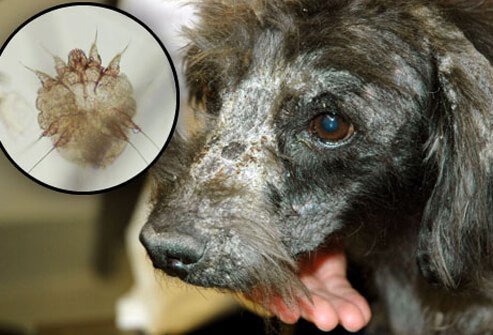 Dog with mange/Microscopic image of mange-mite