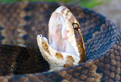 Cottonmouths, water moccasins, trapjaws, swamp adders, call them what you will, but each name describes the same slow-moving, venomous snake.