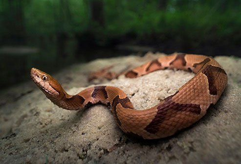 Copperheads can be found on dry, rocky hillsides in mountainous regions.