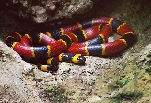 The coral snake has several look-alikes, including the harmless and common king snake.