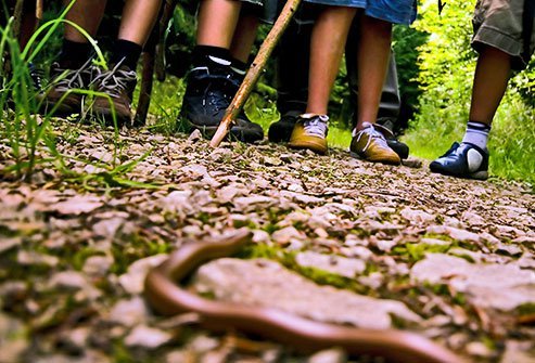 A venomous snakebite is hard on anyone, but because of their small size, children are especially vulnerable.