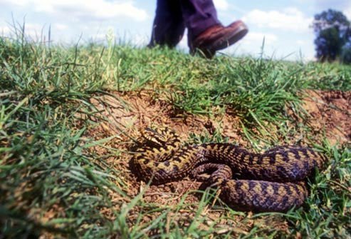 Even if your odds of death are fairly low, nobody wants to go through the agony of a venomous snakebite.