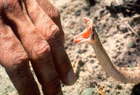 Snakes don't usually have any reason to harm people.
