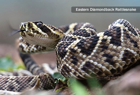 Far and away the most common venomous snake to bite humans in the United States is one that belongs to the pit viper family.