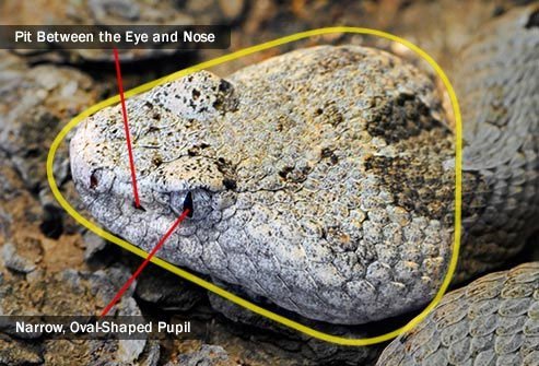 Pit vipers may not look much different from any other snake to the untrained eye.