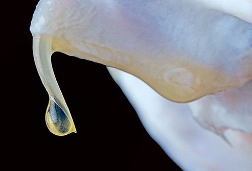 Snake venom comes in different types, and even snakes of the same family sometimes vary in venom potency.