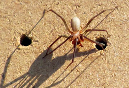 No deaths from brown recluse spiders in the United States have ever been verified.