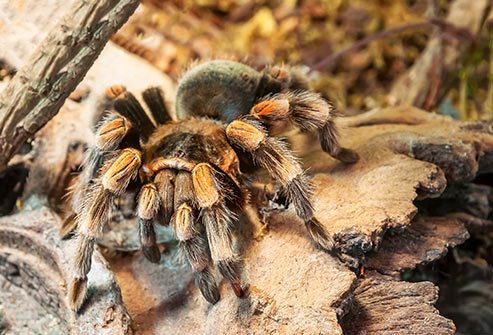 Although large and scary, tarantulas are not particularly harmful to people.