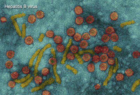 Hepatitis B virus