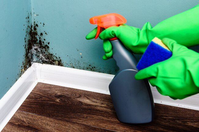 Mold can take a toll on your lungs and immune system. 