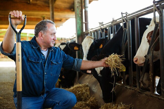 Mold on grain, hay, and straw may cause farmer's lung or pneumonitis. 