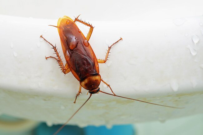 Cockroach dropping can trigger asthma and allergies. 