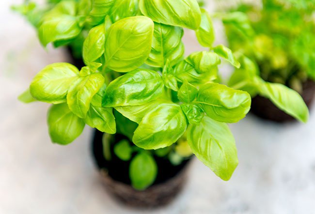 Common basil, or “basil,” is the traditional ingredient in Thai and Mediterranean cuisines.
