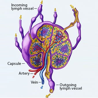 A close-up illustration of a human lymph node and blood flow pathways.