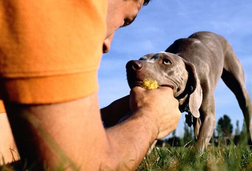 Man Playing With Puppy.