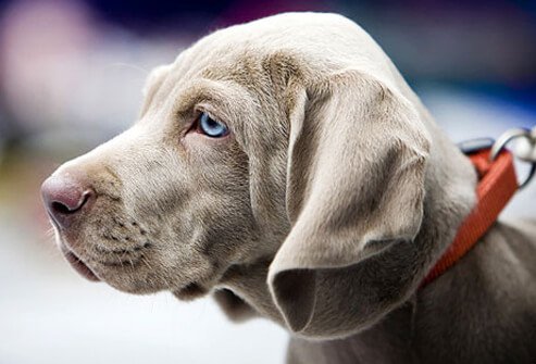 Puppy on Walk with Leash.