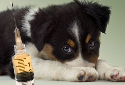 Scared Puppy Looking at Syringe.