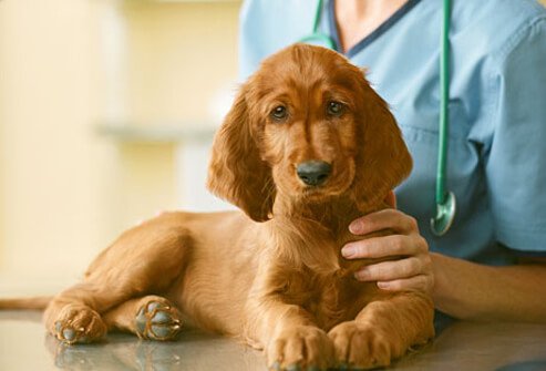 Puppy with Veterinarian.
