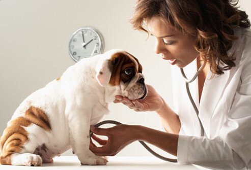 Veterinarian Checking Puppies Heart Rate.