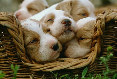 Basket Full of Cute Puppies.