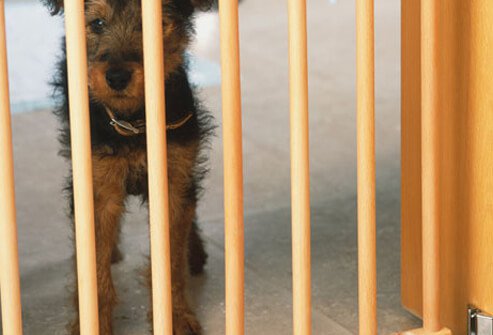 Sad Puppy Behind Baby Gate.