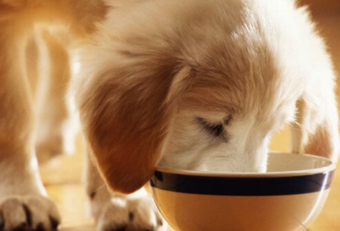Puppy Eating Kibble.