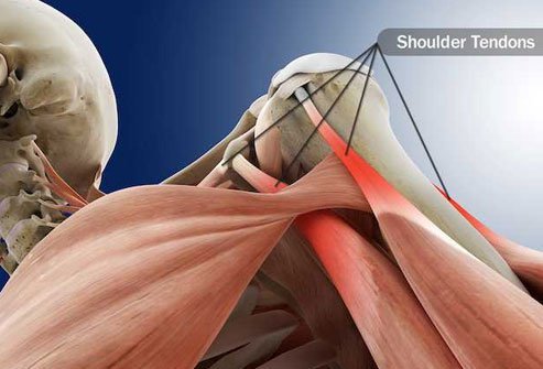 Your tendons are cords that attach muscle to bone.