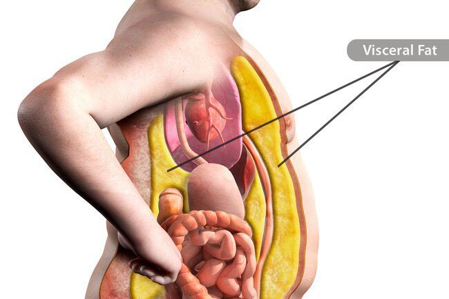 Visceral fat packs around your intestines, liver, and stomach.