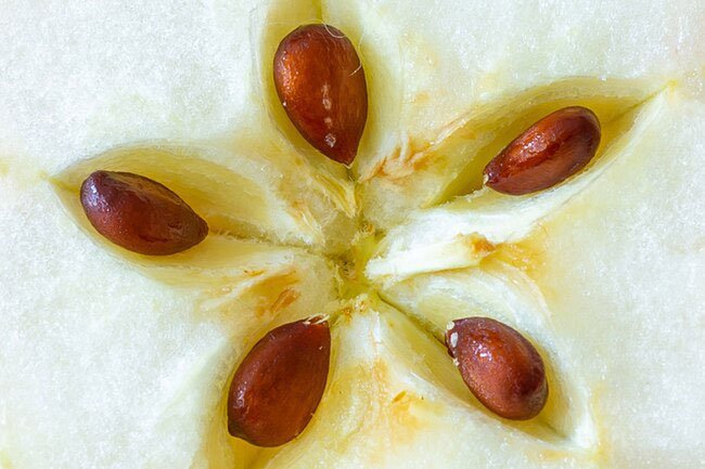 For all its health benefits, one part of this fruit is forbidden.