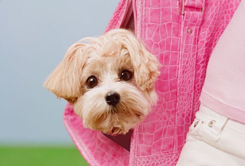 Teenage girl carrying Maltese-Poodle mix breed dog