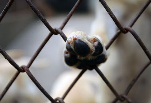 Dog paw resting on fence gate