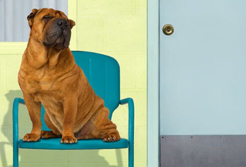 Sharpei dog sitting on chair