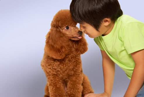 Boy with toy Poodle