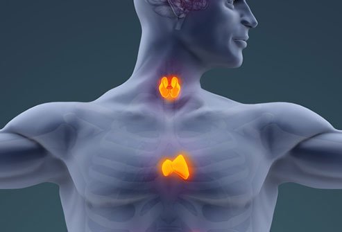 The thymus gland is a small organ located in the chest between the lungs