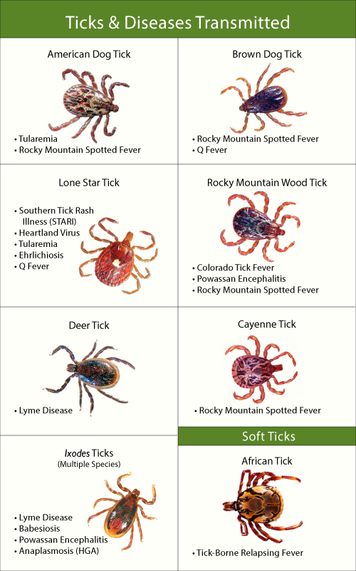 Tivkd & Diseases Transmitted