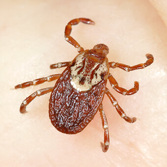 Ticks are small insects that bite humans and can often transmit disease.