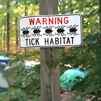 Ticks can transmit various diseases that may lead to serious illness.