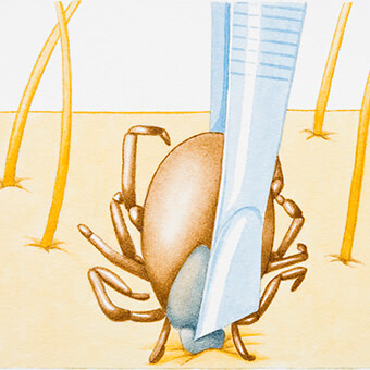 Careful removal of a tick is essential in preventing complications.