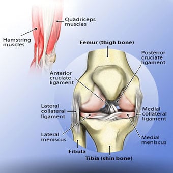 Anatomy illustration of the knee.